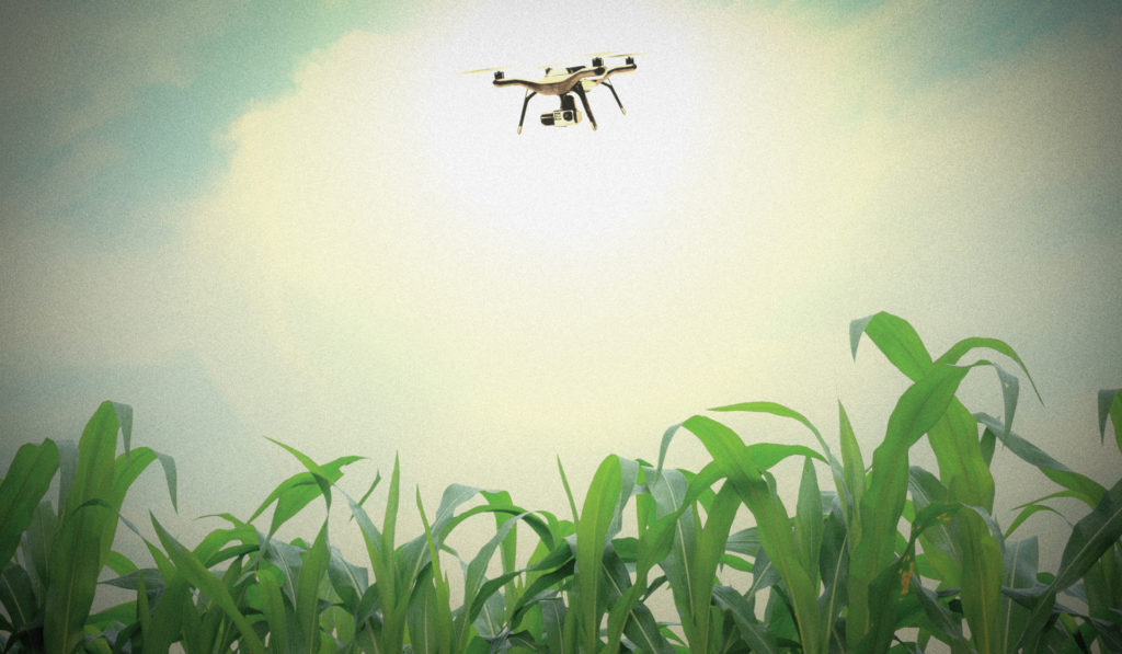 一个无人驾驶飞机悬停在玉米地里。