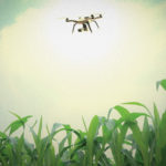 一架无人机在一片玉米地上空盘旋。