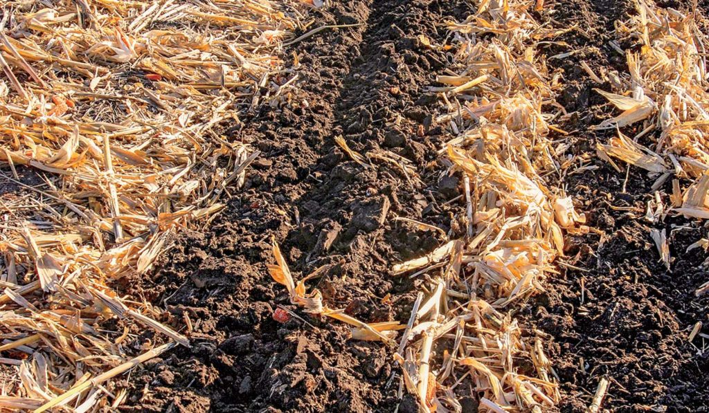 如图所示，在一片玉米地中，条播是一种能在春季保持土壤水分和温暖的耕作方法。