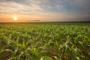 现场玉米植株的景色。作物在对天空农场。日落期间农业领域的田园风光。