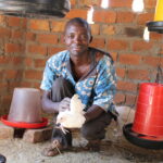 一位赞比亚的家禽养殖户正在照顾他的家禽。